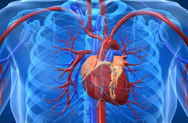 O que é o Check-UP Cardiopulmonar?